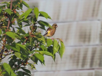 Grey-capped Greenfinch Awashima Island Wed, 5/3/2023