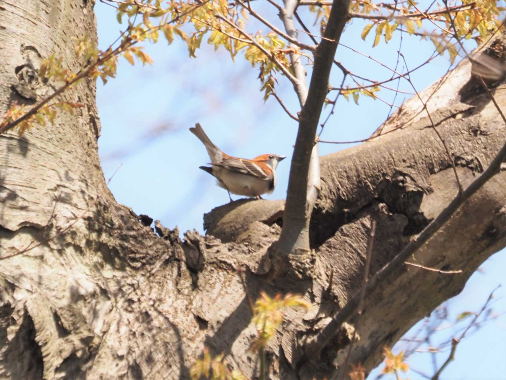 Photo of Russet Sparrow at Awashima Island by マル