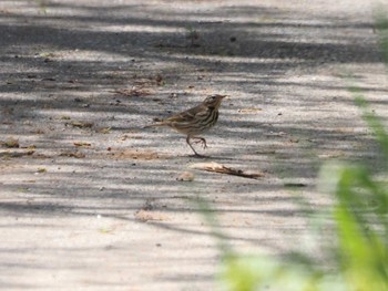 Olive-backed Pipit Awashima Island Wed, 5/3/2023