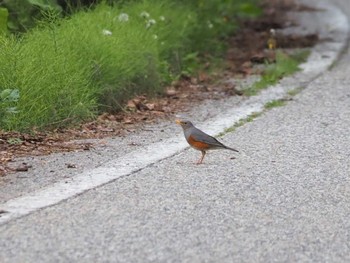 Grey-backed Thrush Awashima Island Wed, 5/3/2023