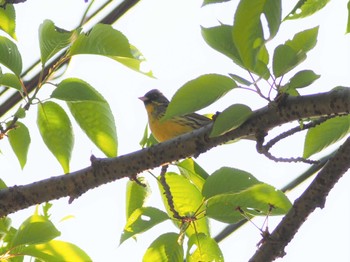 Masked Bunting Awashima Island Thu, 5/4/2023