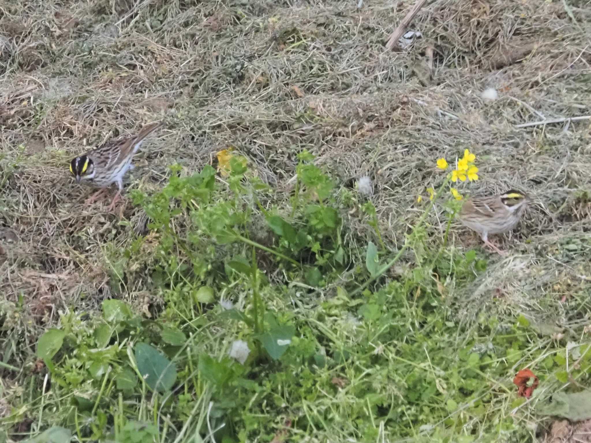 Photo of Yellow-browed Bunting at Tobishima Island by マル