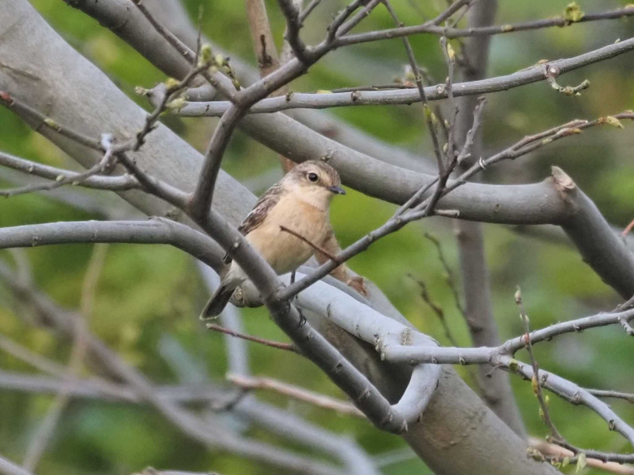 Photo of Amur Stonechat at Tobishima Island by マル