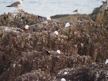 Black-tailed Gull Tobishima Island Thu, 5/4/2023