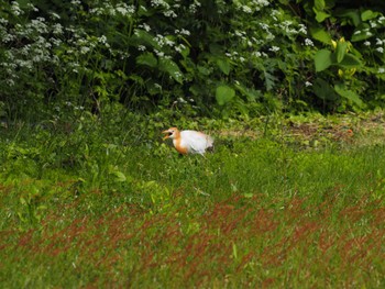 Eastern Cattle Egret Tobishima Island Fri, 5/5/2023