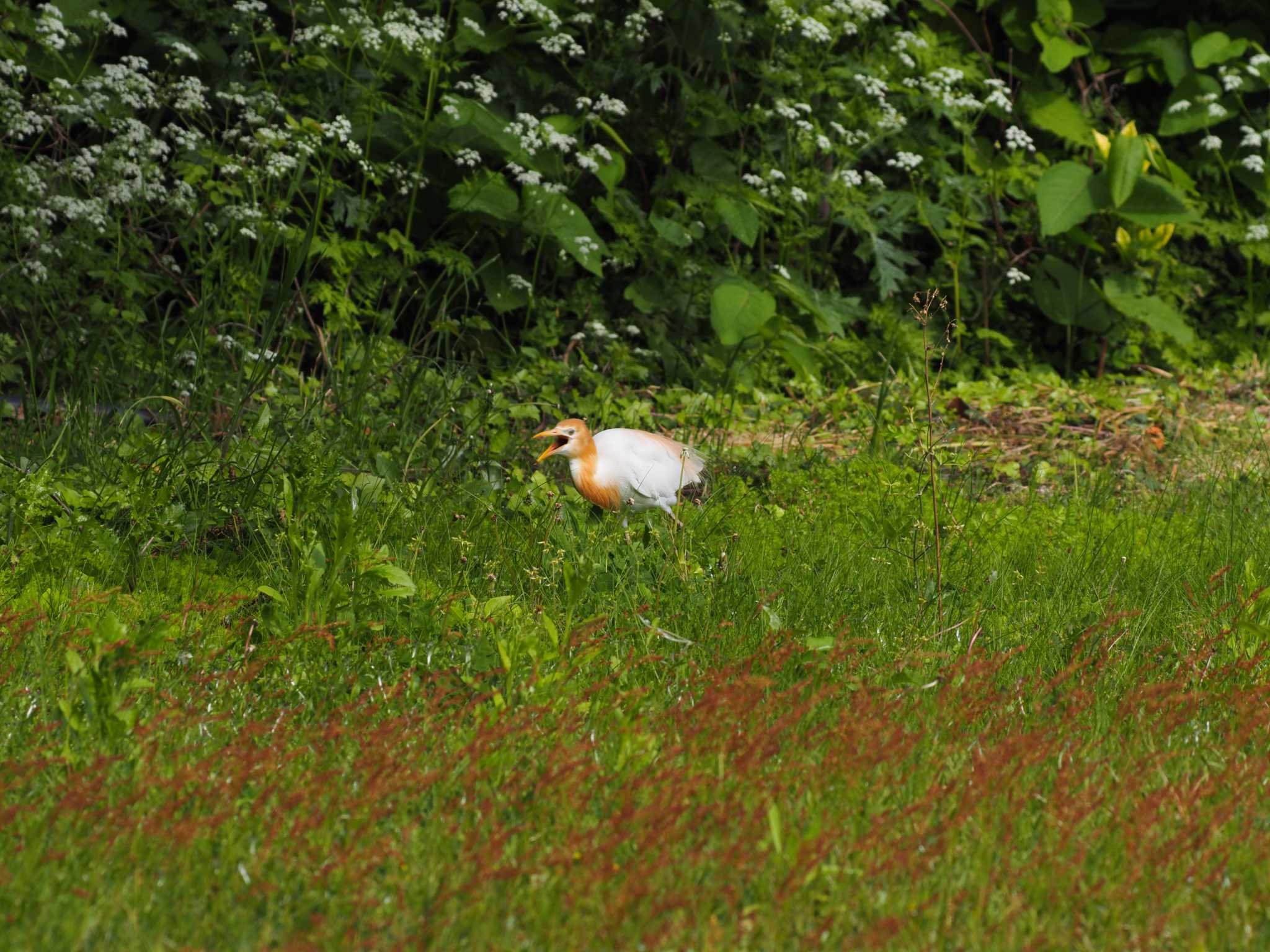 Photo of Eastern Cattle Egret at Tobishima Island by マル