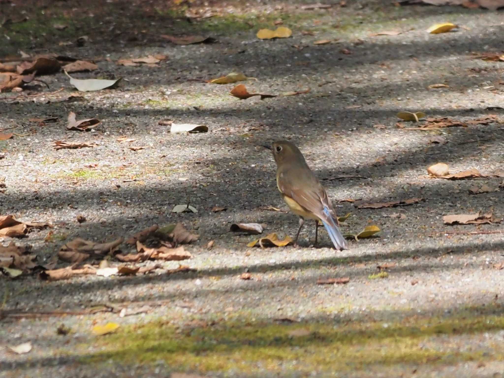 Photo of Red-flanked Bluetail at Tobishima Island by マル