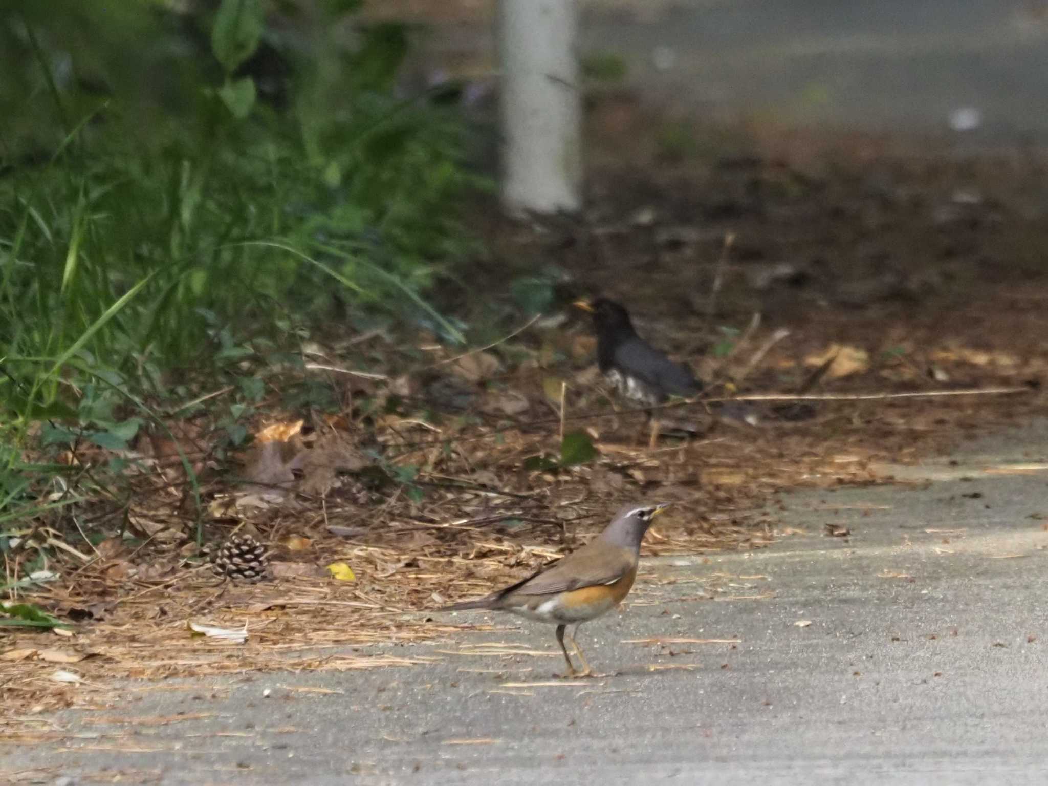 Photo of Eyebrowed Thrush at Tobishima Island by マル