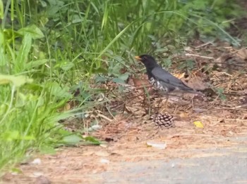 Japanese Thrush Tobishima Island Fri, 5/5/2023