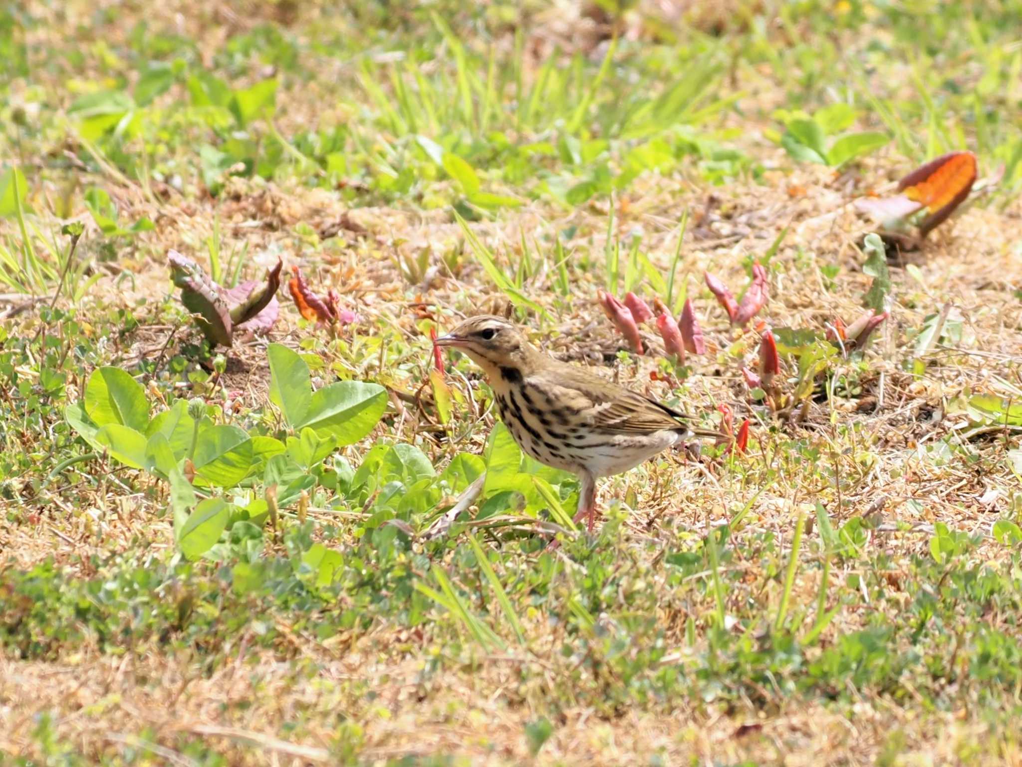 Photo of Olive-backed Pipit at Tobishima Island by マル