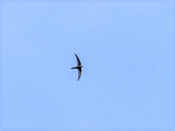 Pacific Swift Tobishima Island Fri, 5/5/2023