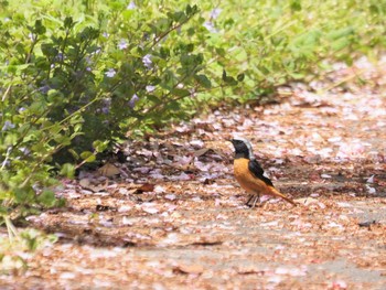 Daurian Redstart Tobishima Island Fri, 5/5/2023