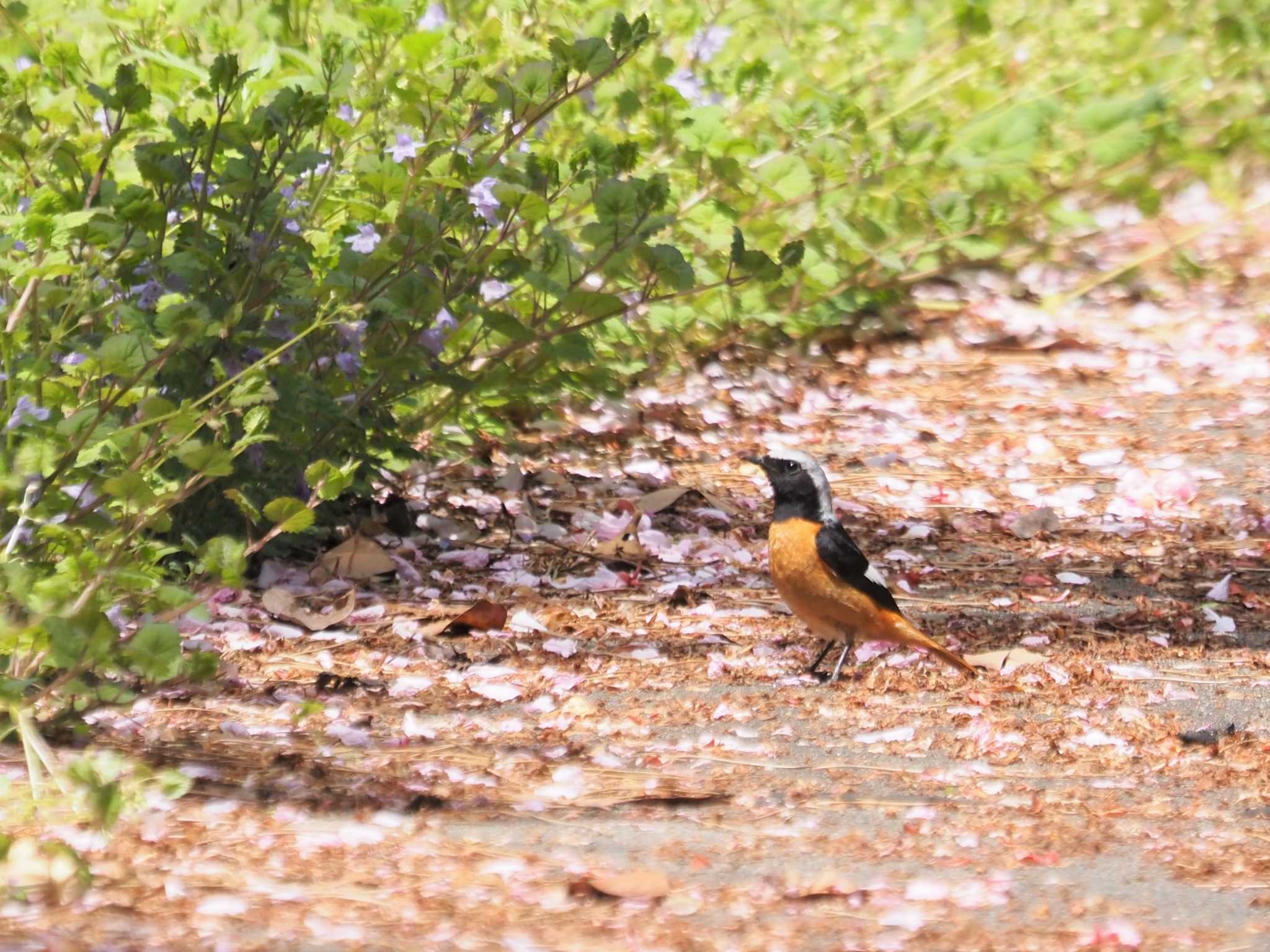 Photo of Daurian Redstart at Tobishima Island by マル