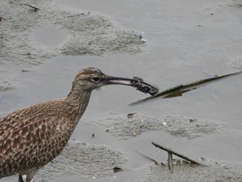 Eurasian Whimbrel Kasai Rinkai Park Sun, 5/7/2023