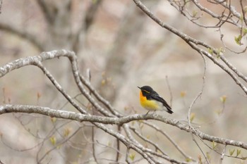 Narcissus Flycatcher 裏磐梯 Tue, 5/2/2023