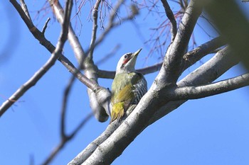 Japanese Green Woodpecker 狭山市霞川 Wed, 4/19/2023