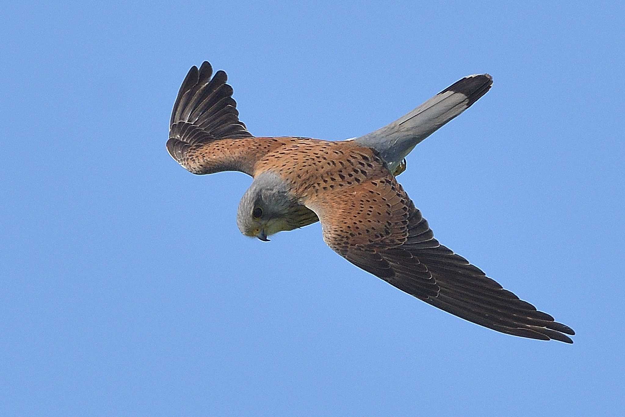 Photo of Common Kestrel at 坂戸 by ask