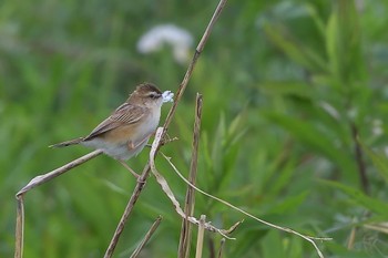 Zitting Cisticola 荒川河川敷 Sat, 4/22/2023