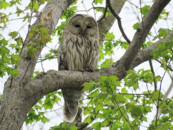 Ural Owl(japonica) 七飯町大沼町 Mon, 5/8/2023