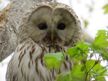Ural Owl(japonica) 七飯町大沼町 Mon, 5/8/2023