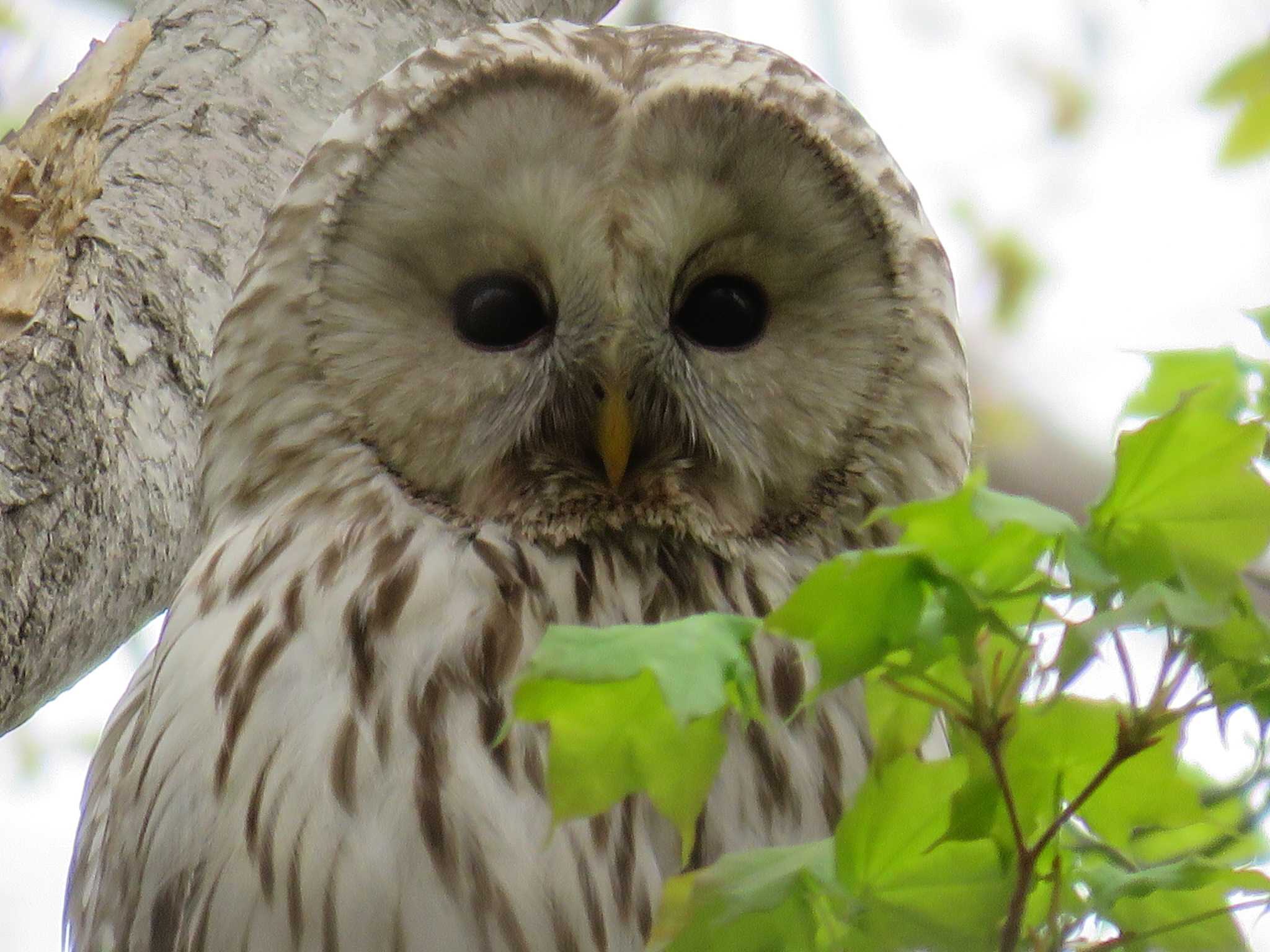 Photo of Ural Owl(japonica) at 七飯町大沼町 by Y K