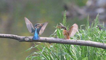 Common Kingfisher 狭山市霞川 Wed, 4/12/2023