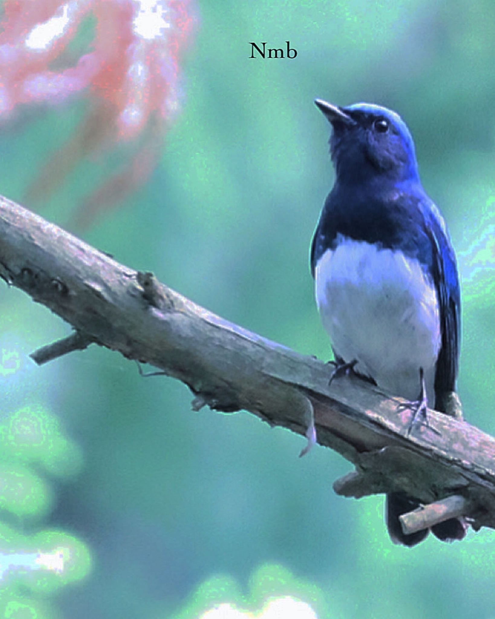 Photo of Blue-and-white Flycatcher at  by soul.number.358