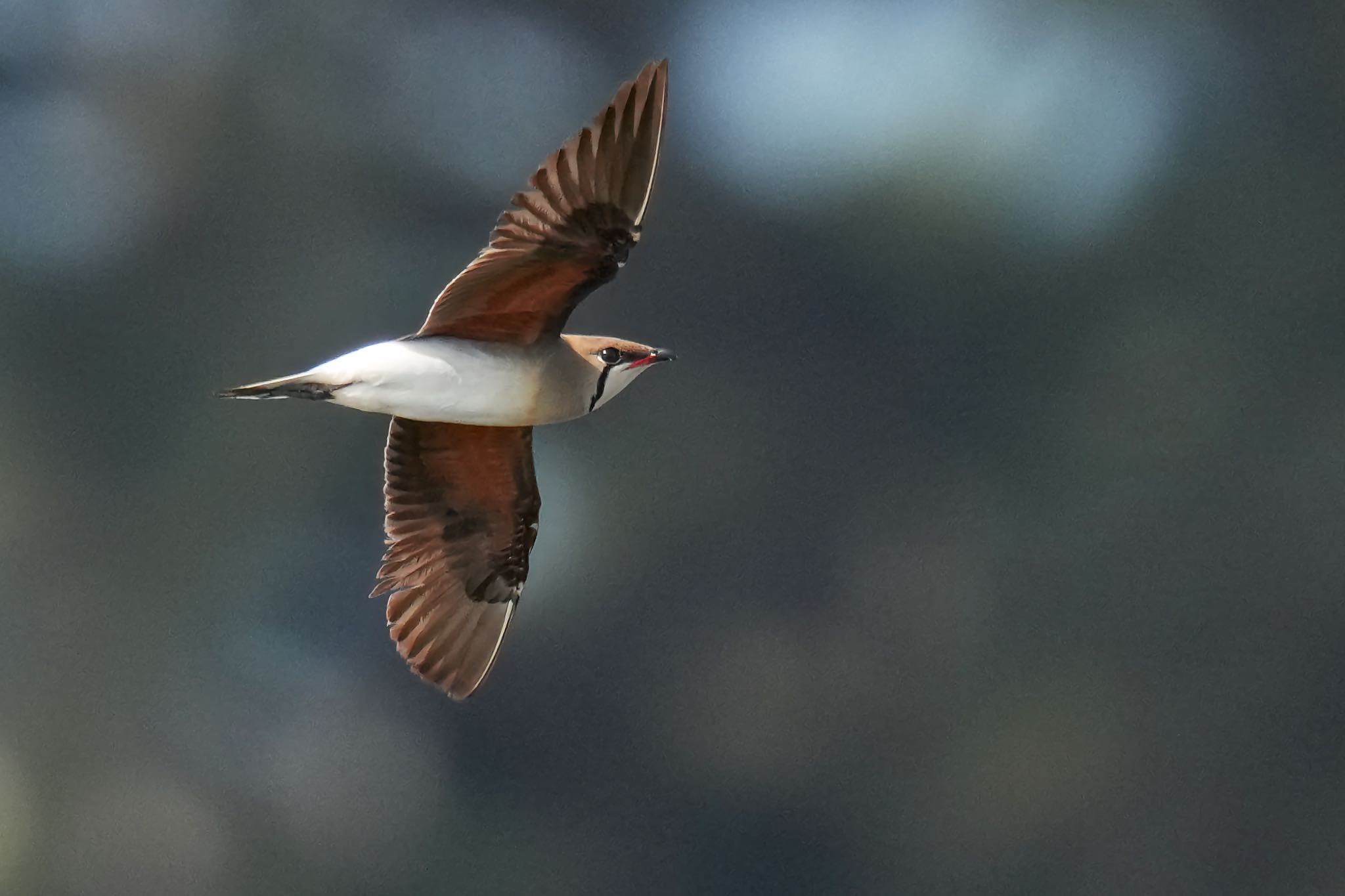 Oriental Pratincole