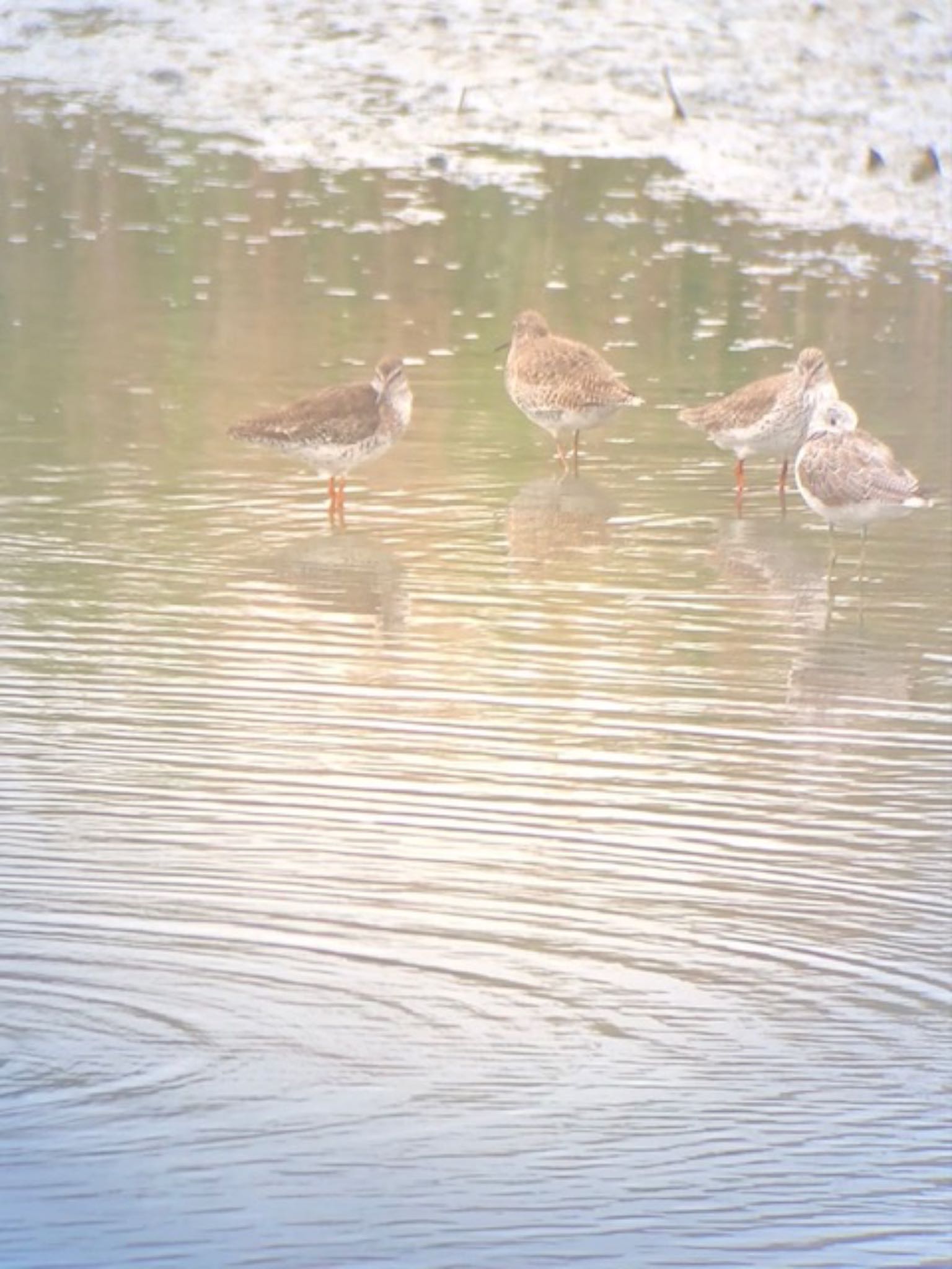 Common Redshank