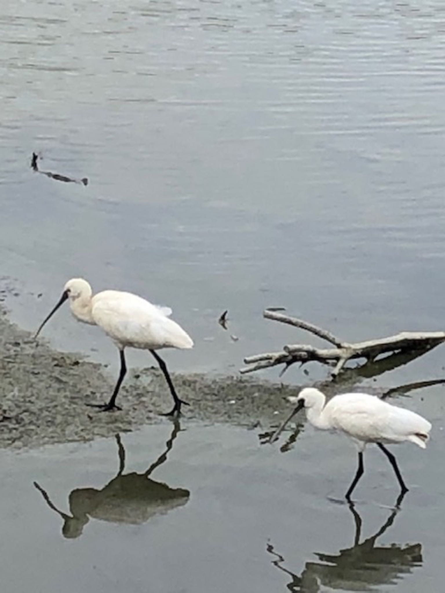 Eurasian Spoonbill