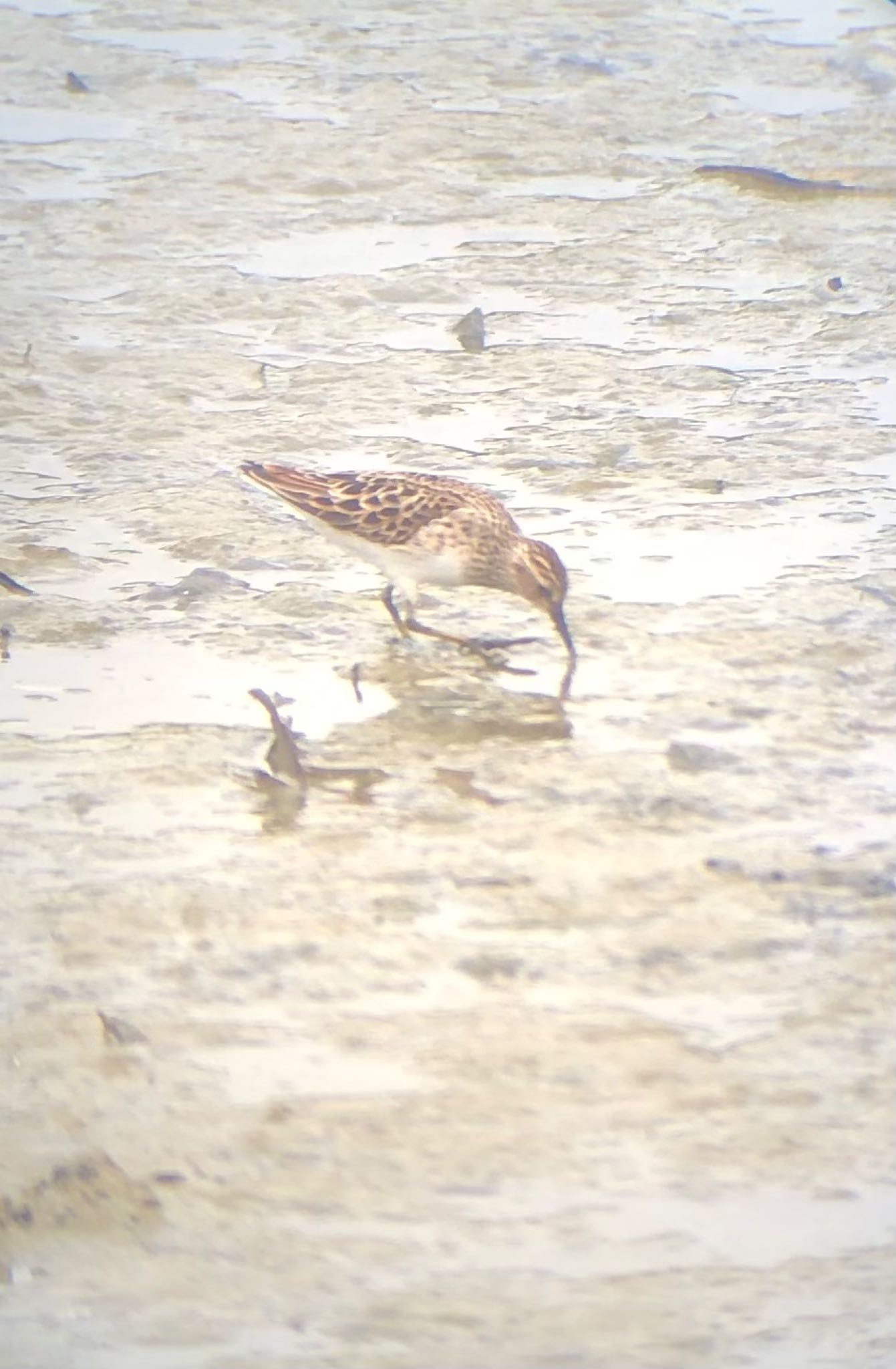 Long-toed Stint