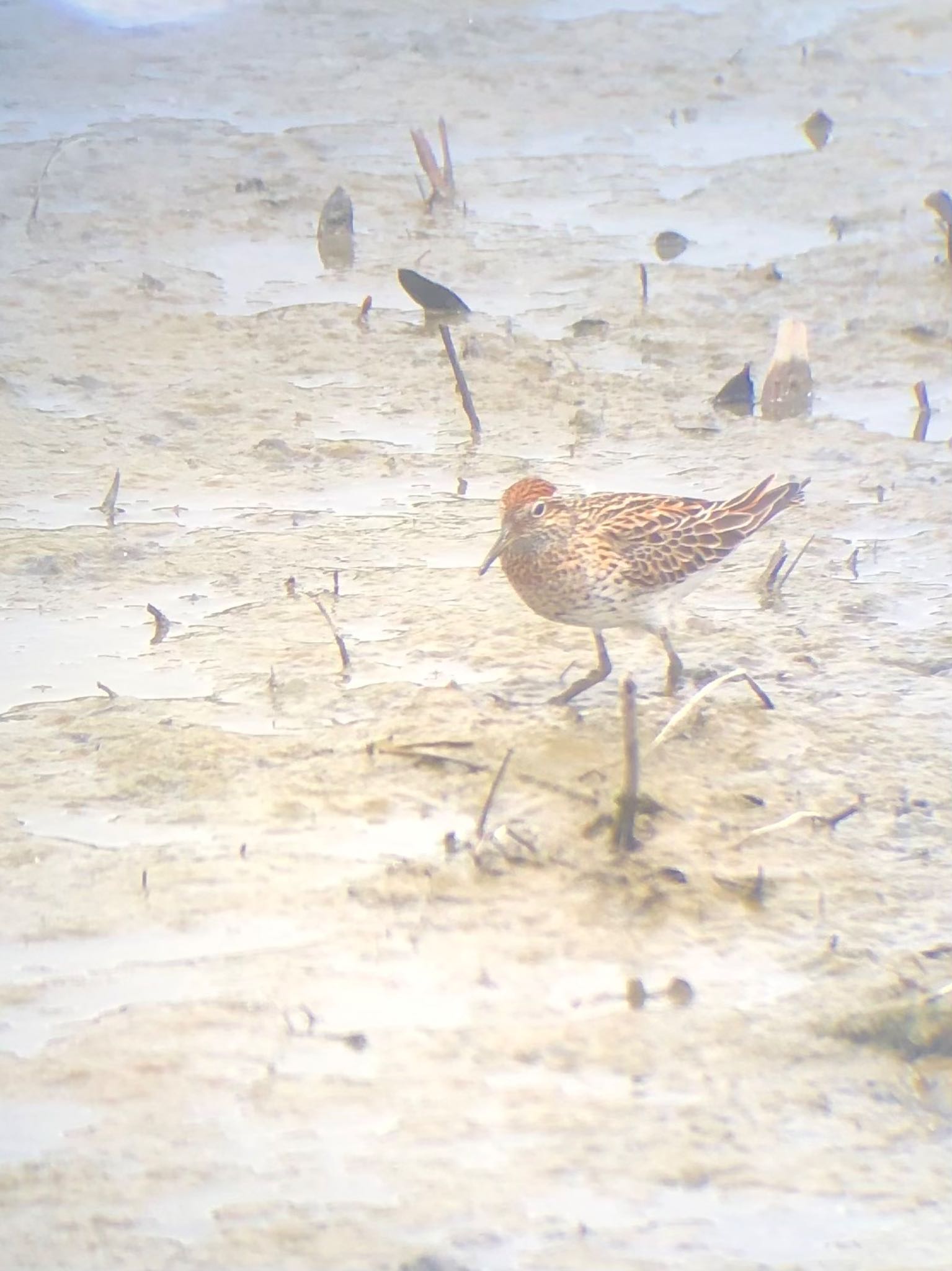 Sharp-tailed Sandpiper