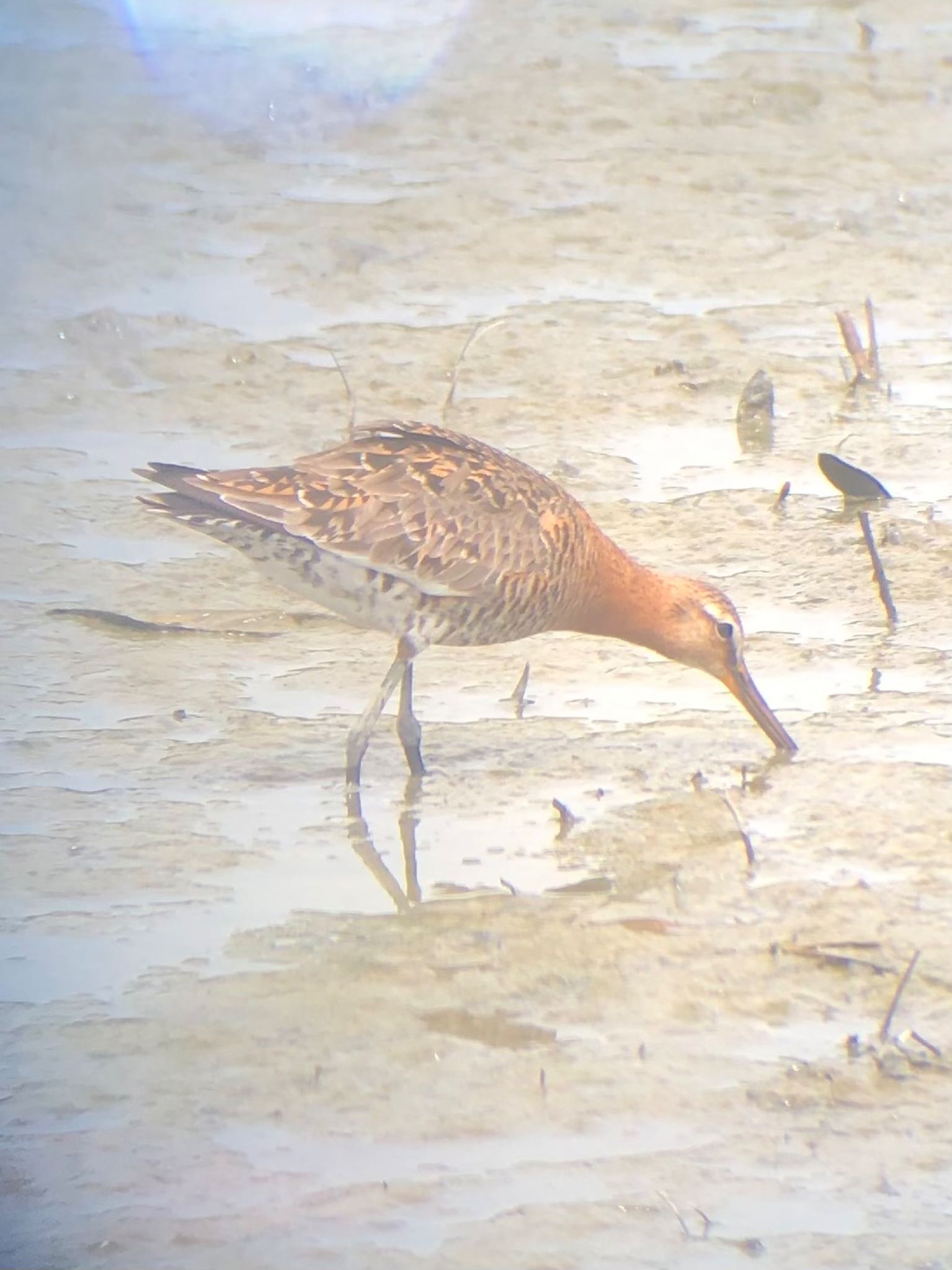 Photo of Black-tailed Godwit at 与根の三角池 by とりママけいちゃん（アカウント3572）