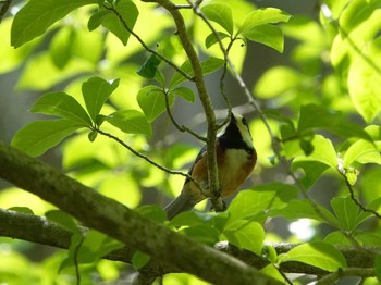 ヤマガラ 栃木県民の森 2023年5月5日(金)