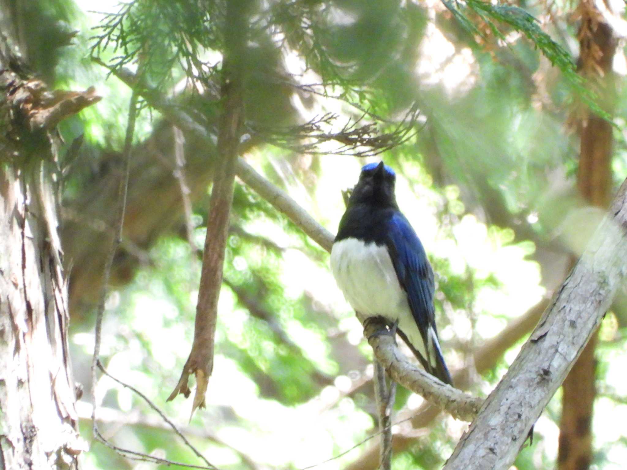 Blue-and-white Flycatcher