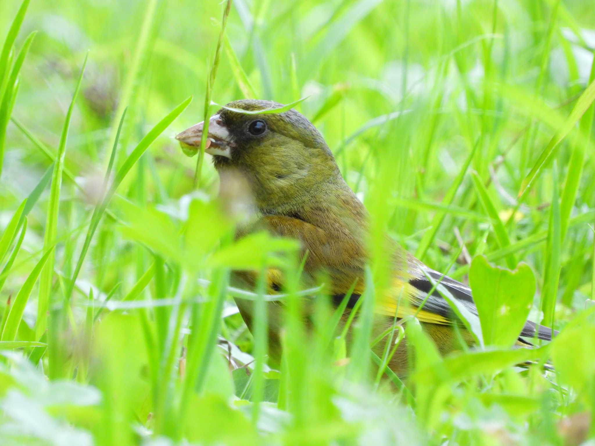 Grey-capped Greenfinch