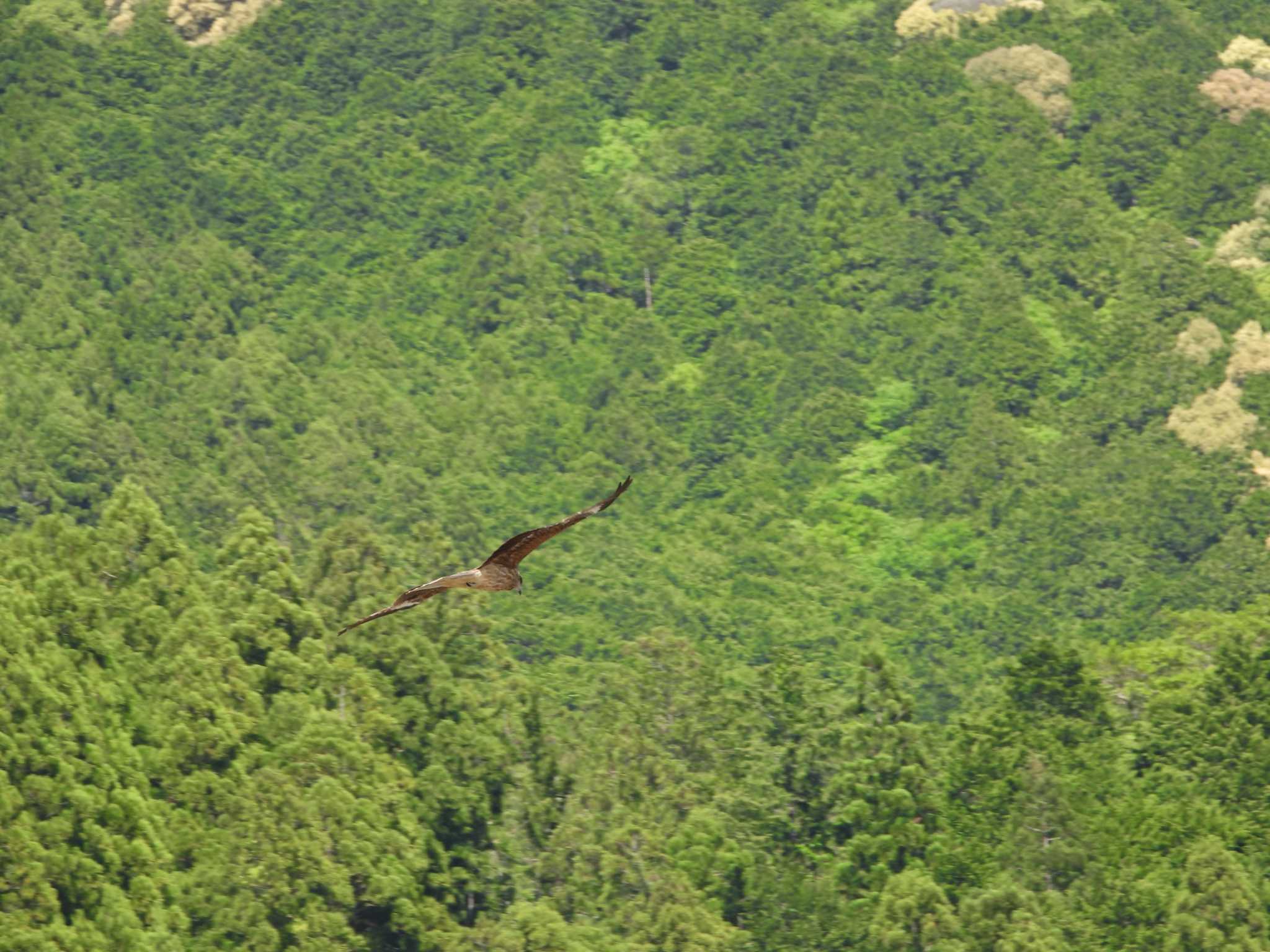 Black Kite