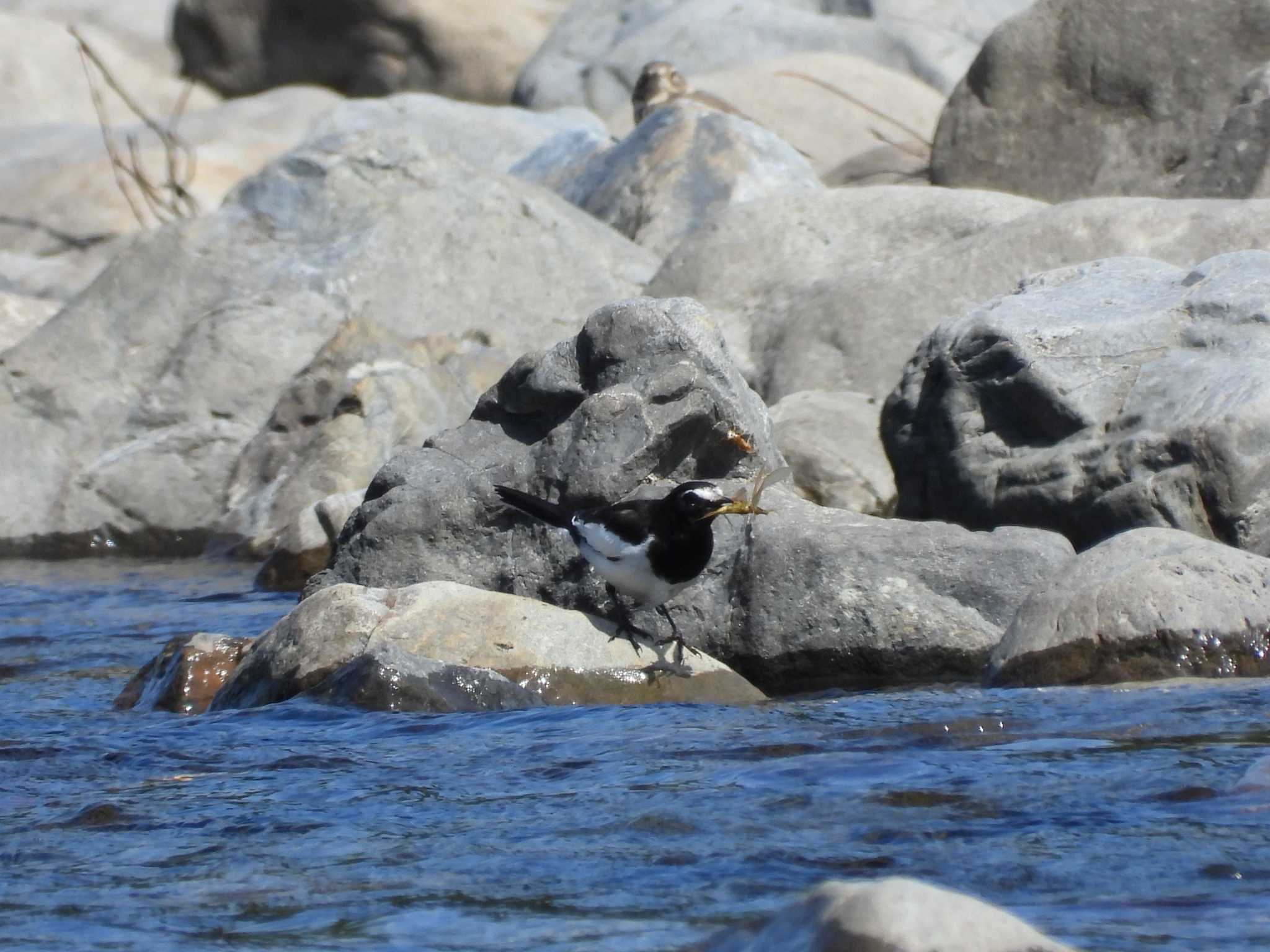 Japanese Wagtail