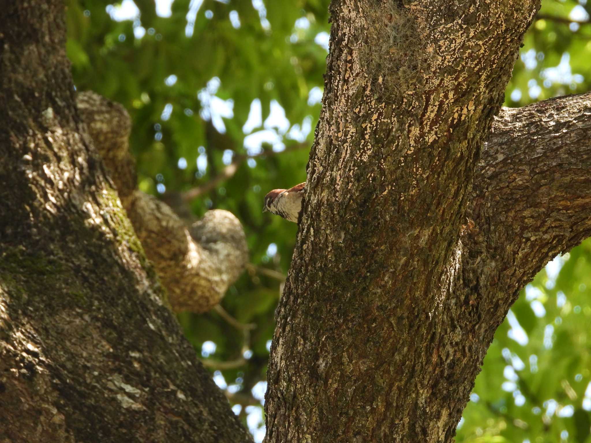 Eurasian Tree Sparrow