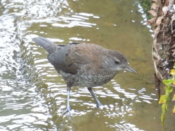 Mon, 5/8/2023 Birding report at 鴨川