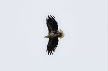 Bald Eagle 茨戸緑地 Mon, 5/8/2023