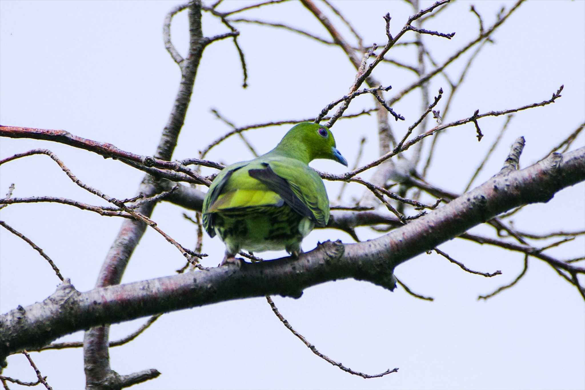 White-bellied Green Pigeon