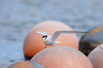 コアジサシ 庄内緑地公園 2023年5月8日(月)