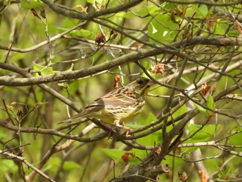 Masked Bunting 山口県 Sun, 4/23/2023