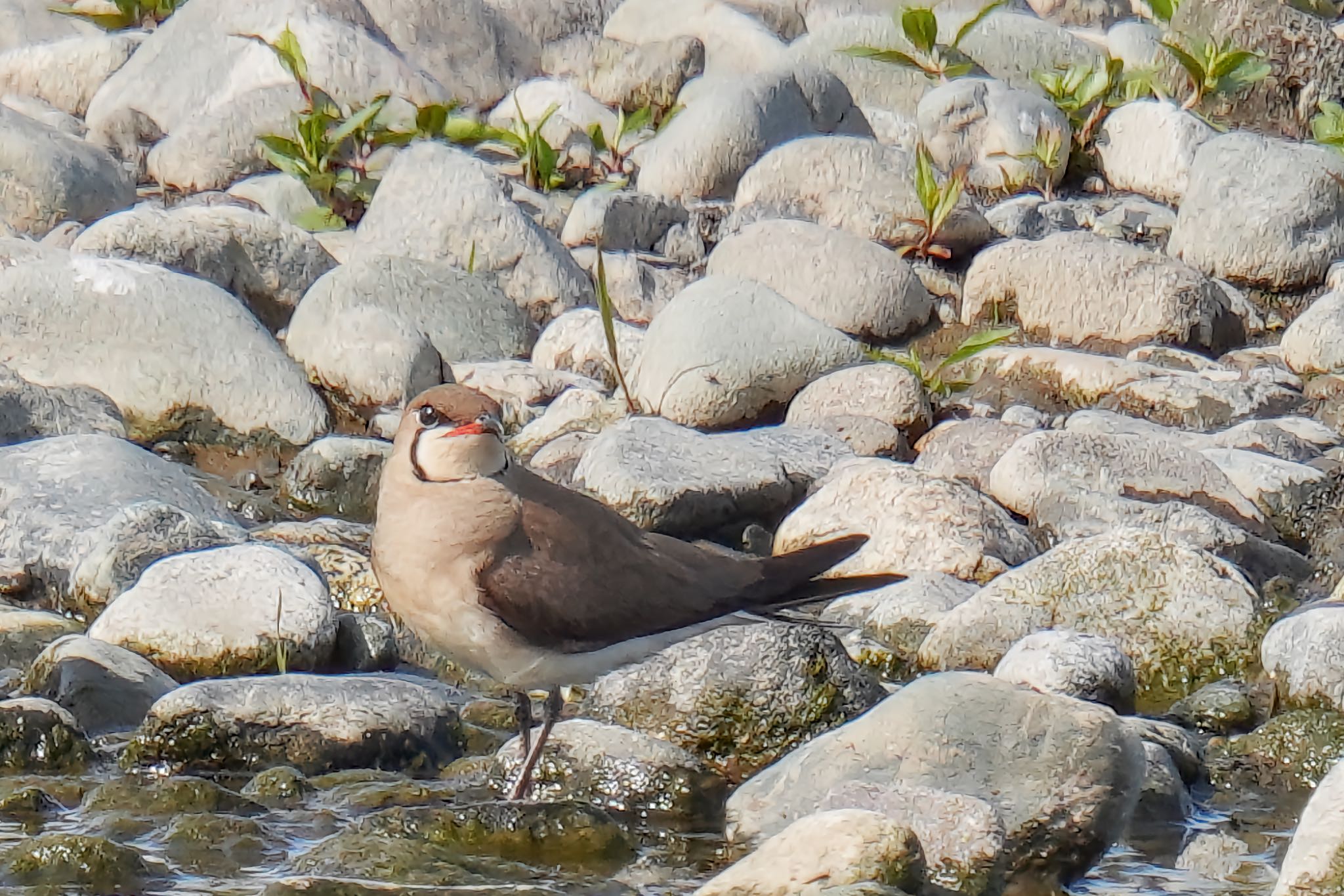 Oriental Pratincole