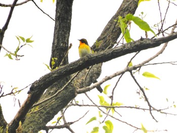 2023年5月8日(月) 善福寺川緑地、和田堀公園の野鳥観察記録