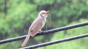 Brown-eared Bulbul 横浜市内 Sun, 5/7/2023