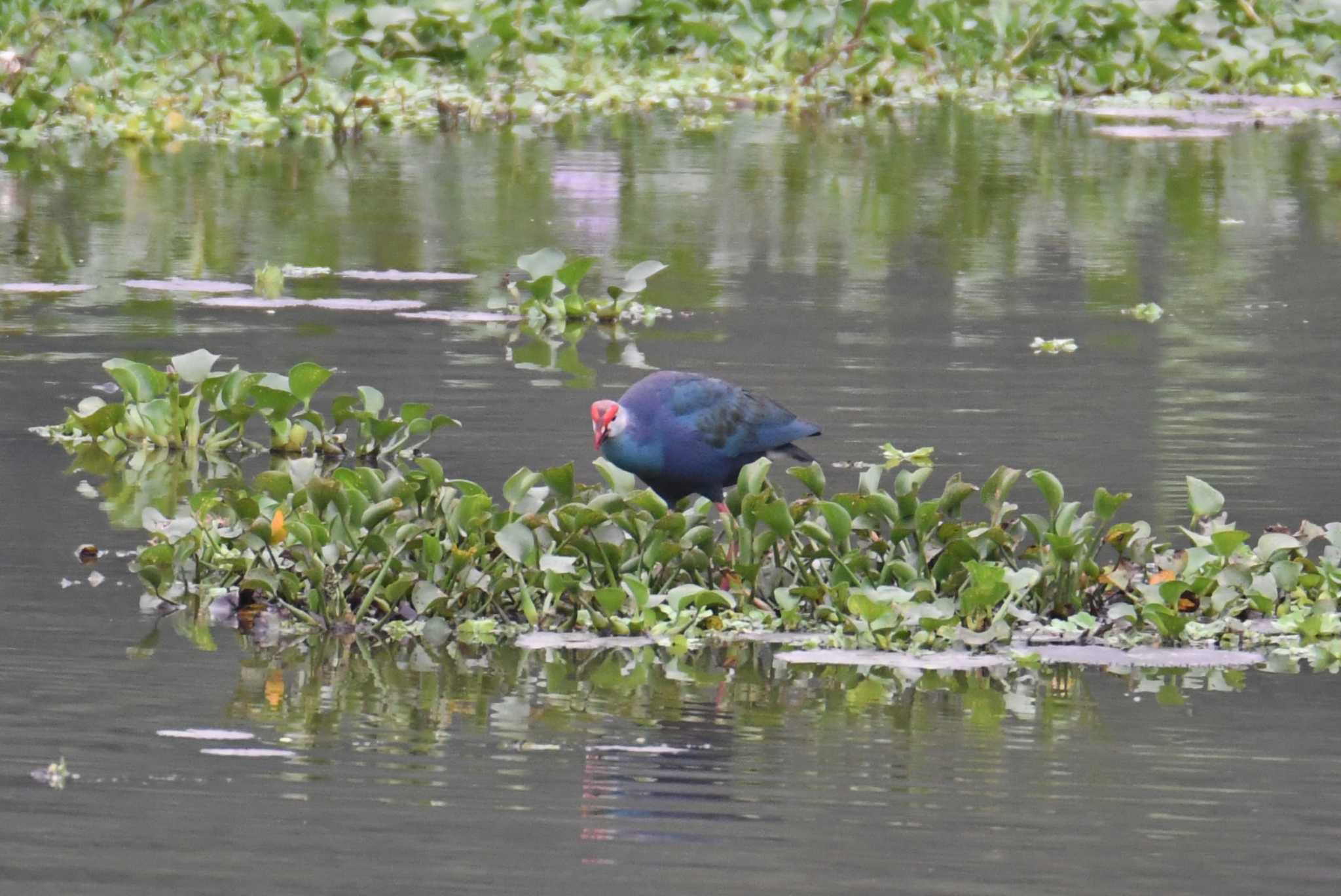 Grey-headed Swamphen