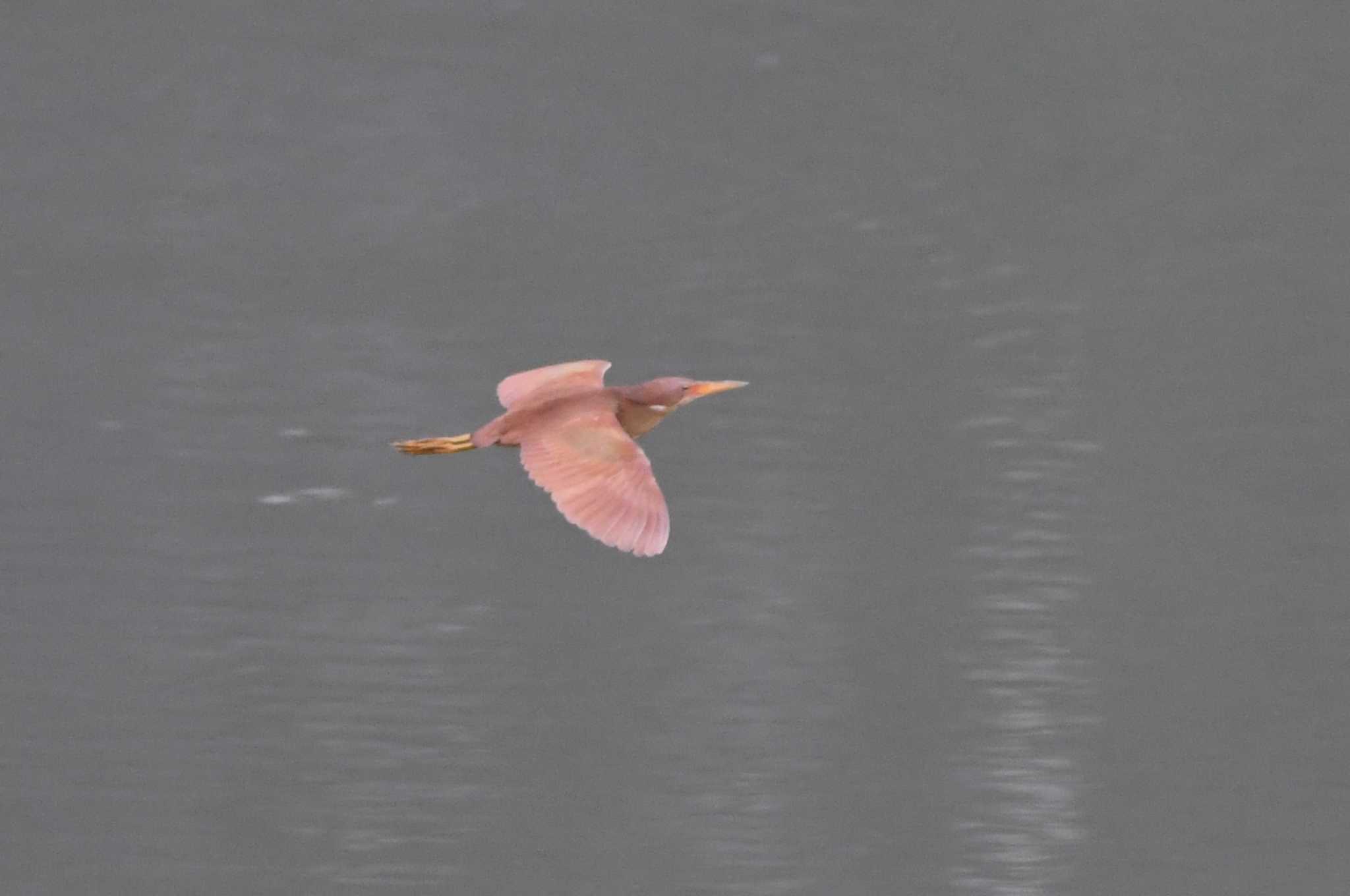 Cinnamon Bittern