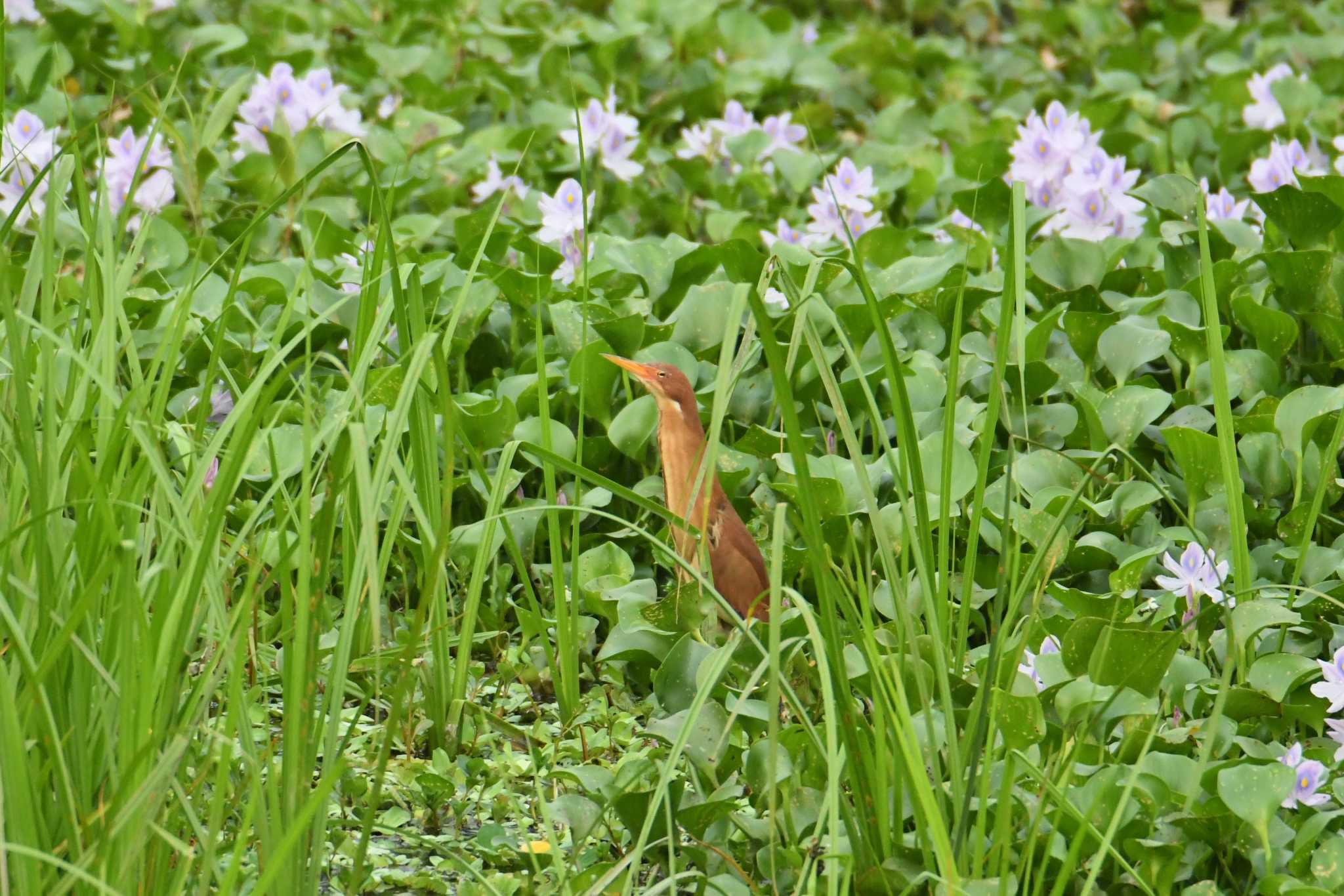 Cinnamon Bittern